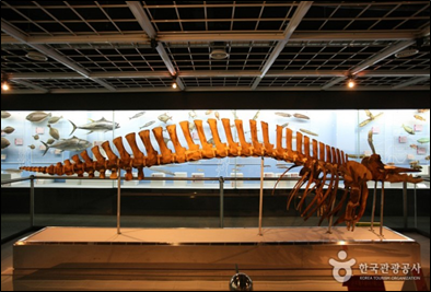 Busan Marine Natural History Museum